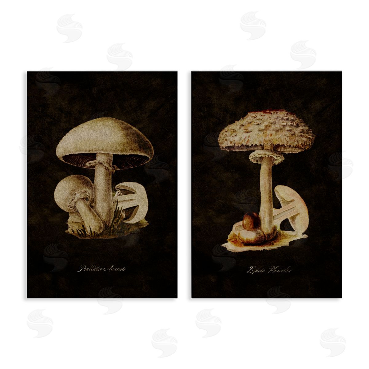 Vintage Mushrooms on Black Canvas Wall Art, Home Decor by Tina Higgins Designs, Inc.