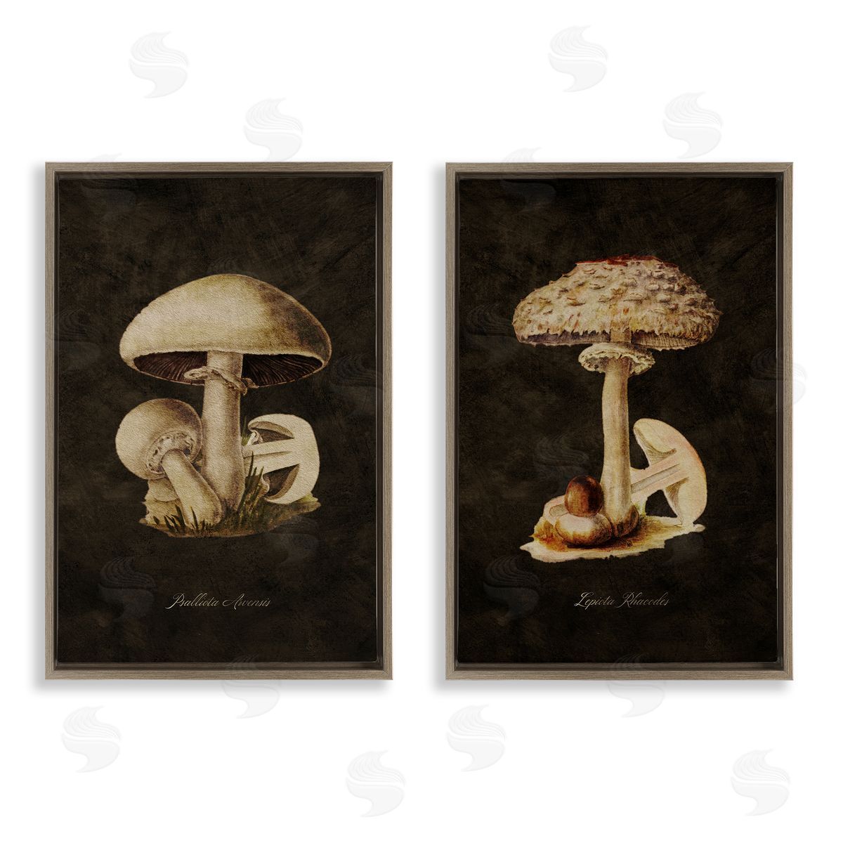Vintage Mushrooms on Black Brown Floating Frame Canvas Wall Art, Home Decor by Tina Higgins Designs, Inc.