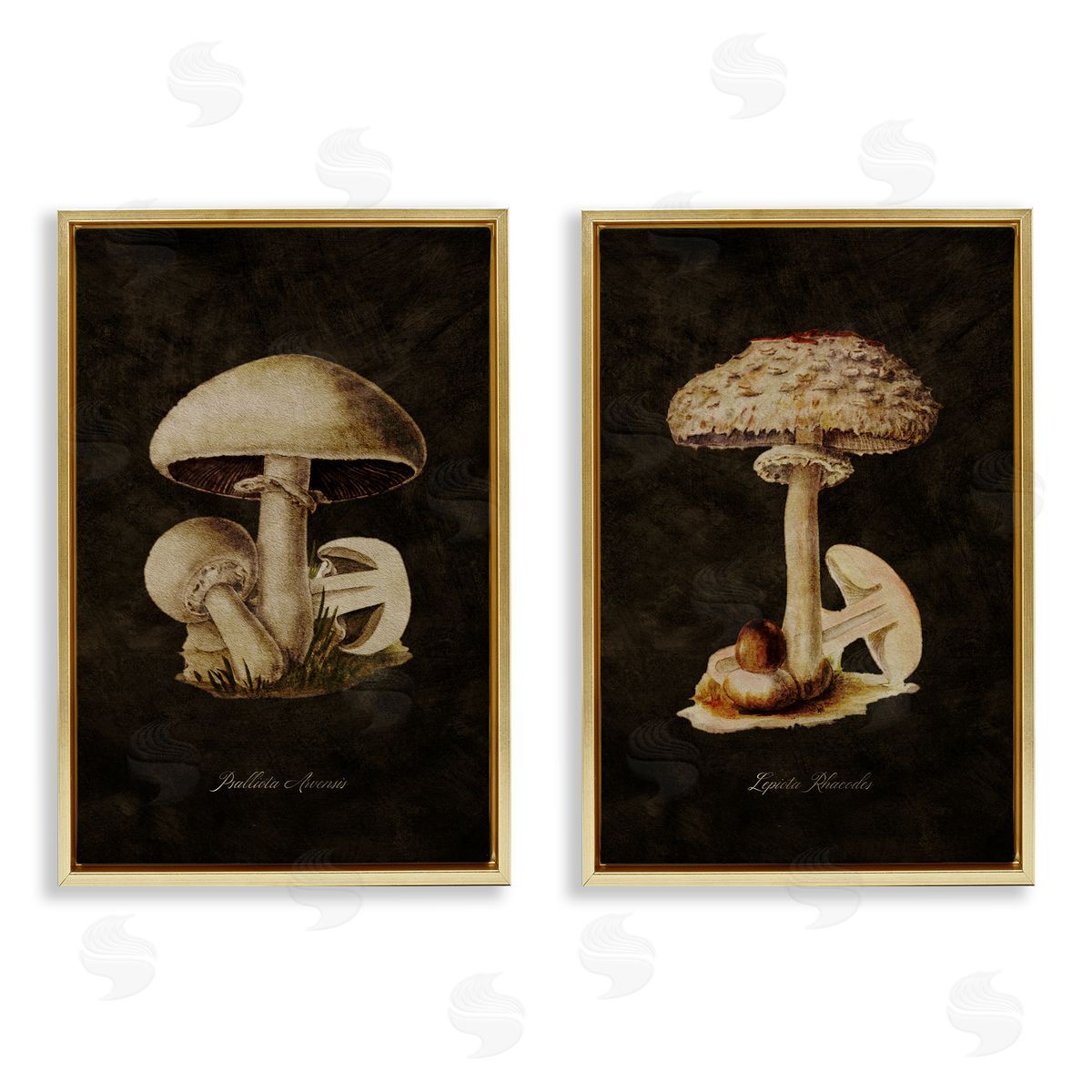 Vintage Mushrooms on Black Gold Floating Frame Canvas Wall Art, Home Decor by Tina Higgins Designs, Inc.