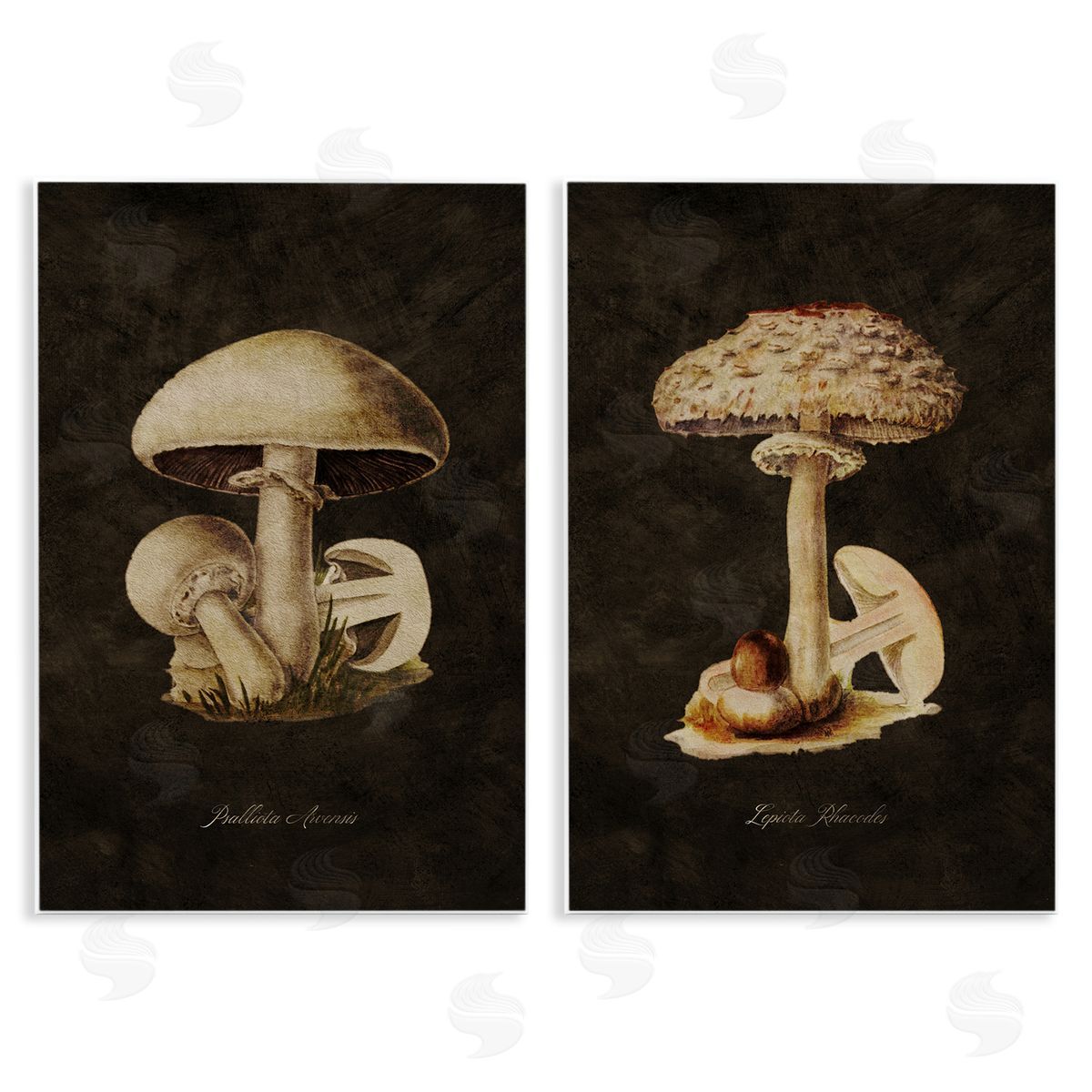 Vintage Mushrooms on Black Wood Plaque Wall Art, Home Decor by Tina Higgins Designs, Inc.