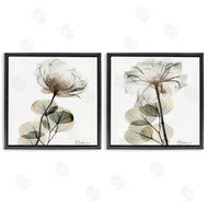 Albert Koetsier | Cream Transparent Floral