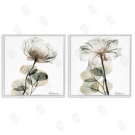 Albert Koetsier | Cream Transparent Floral