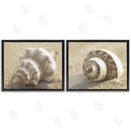 Dora Rotondella | Neutral Tone Sea Life