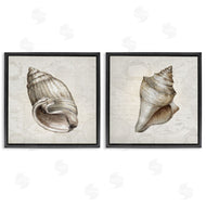 Conrad Knutsen | Conch Shells over Vintage Maps