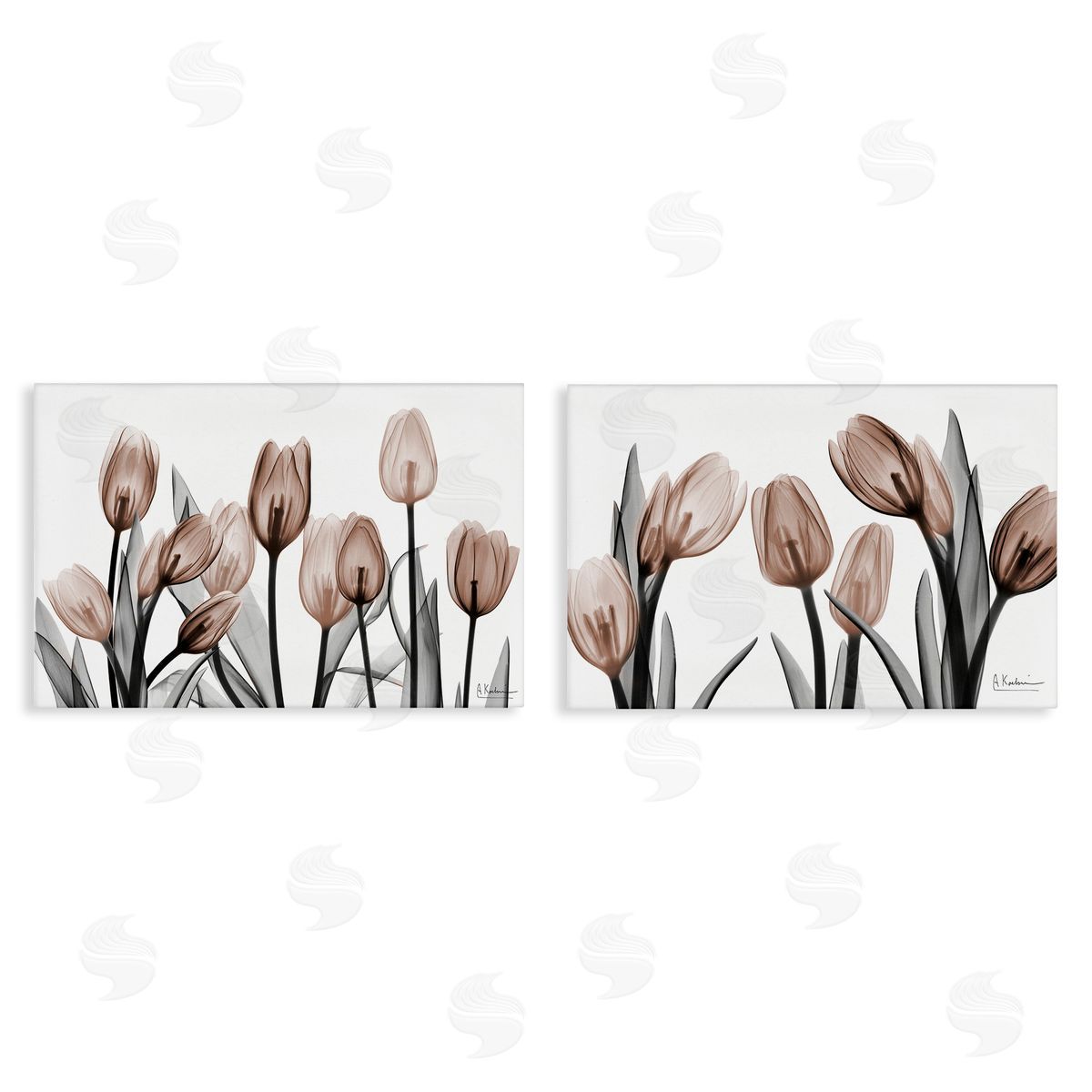 Albert Koetsier | Translucent Tulips in Mocha