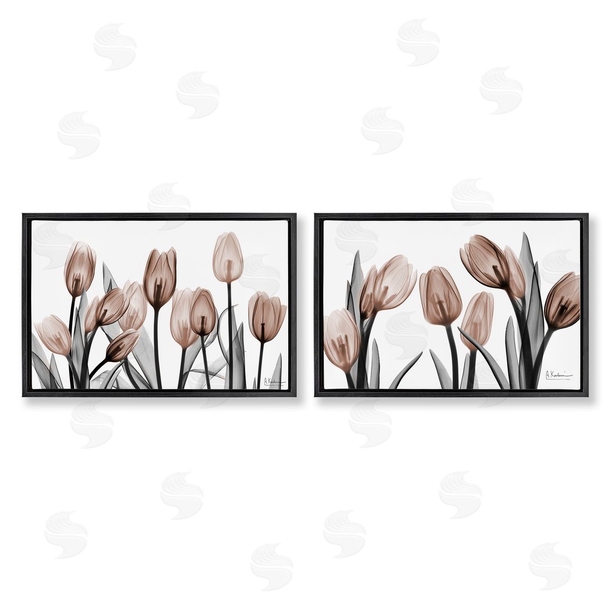 Albert Koetsier | Translucent Tulips in Mocha