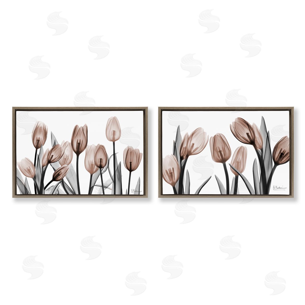 Albert Koetsier | Translucent Tulips in Mocha