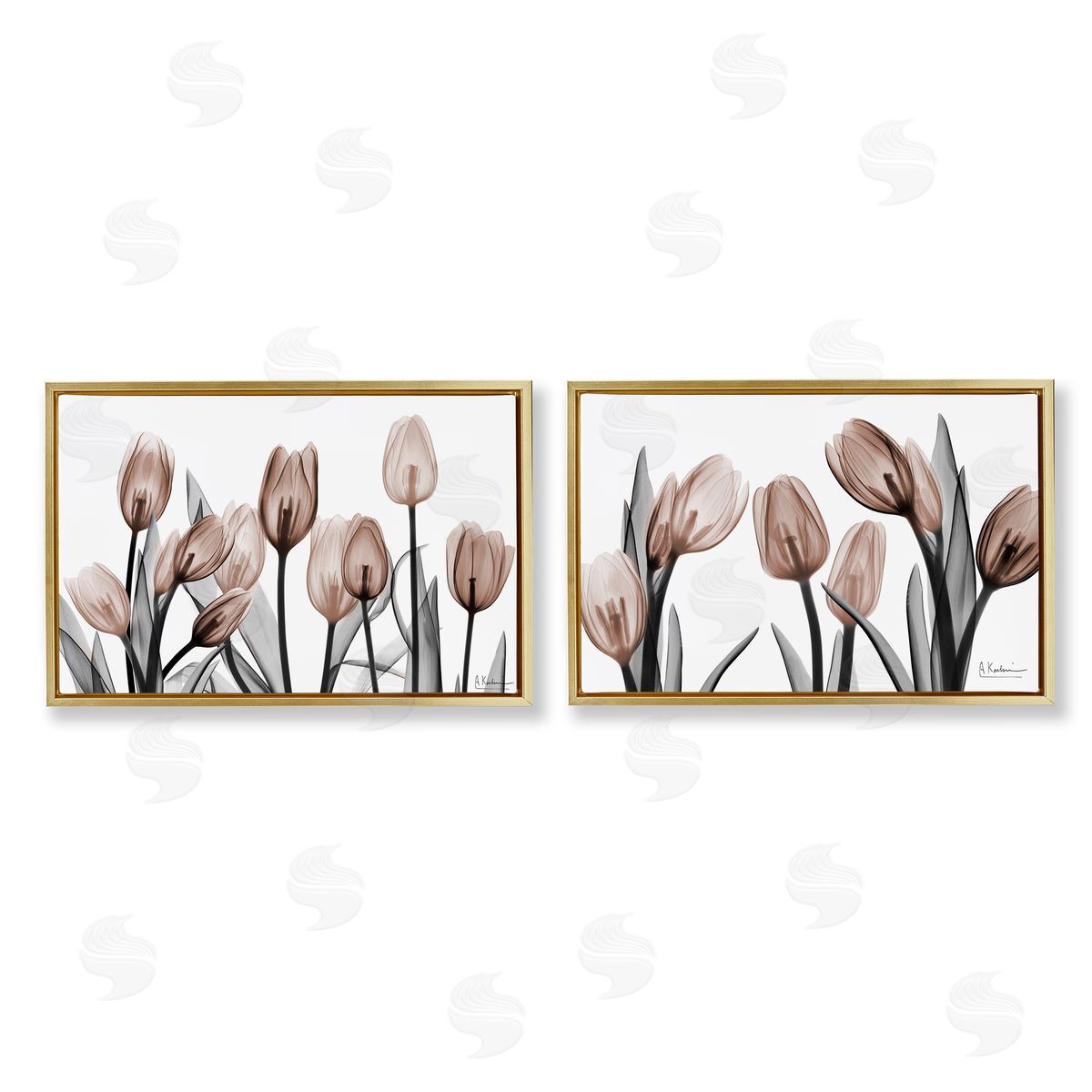 Albert Koetsier | Translucent Tulips in Mocha