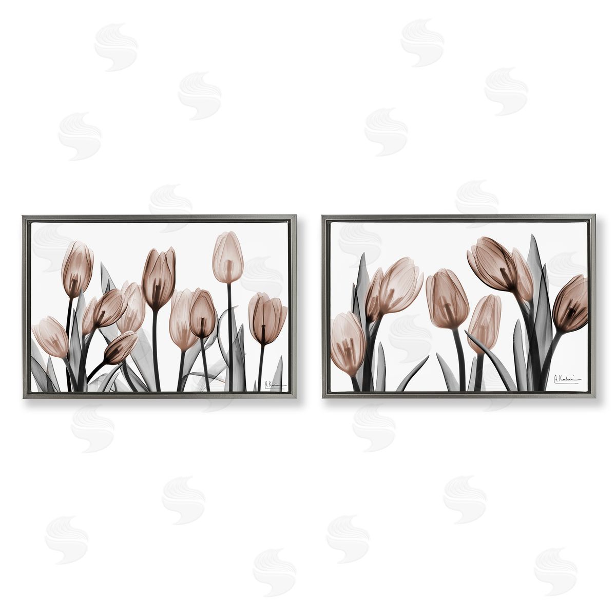 Albert Koetsier | Translucent Tulips in Mocha