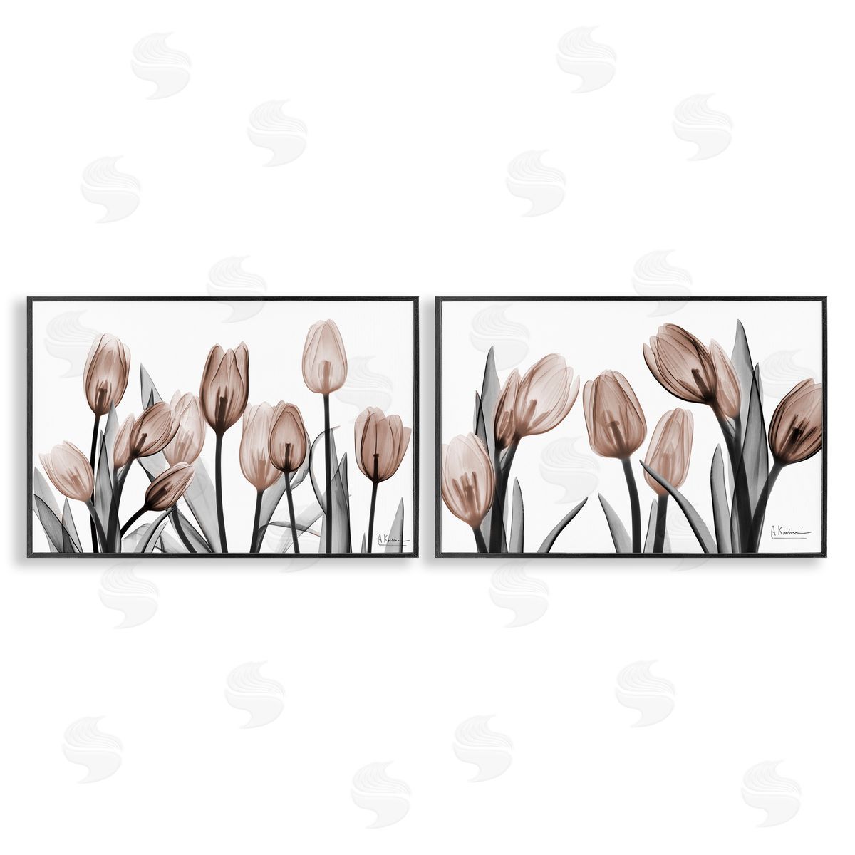 Albert Koetsier | Translucent Tulips in Mocha
