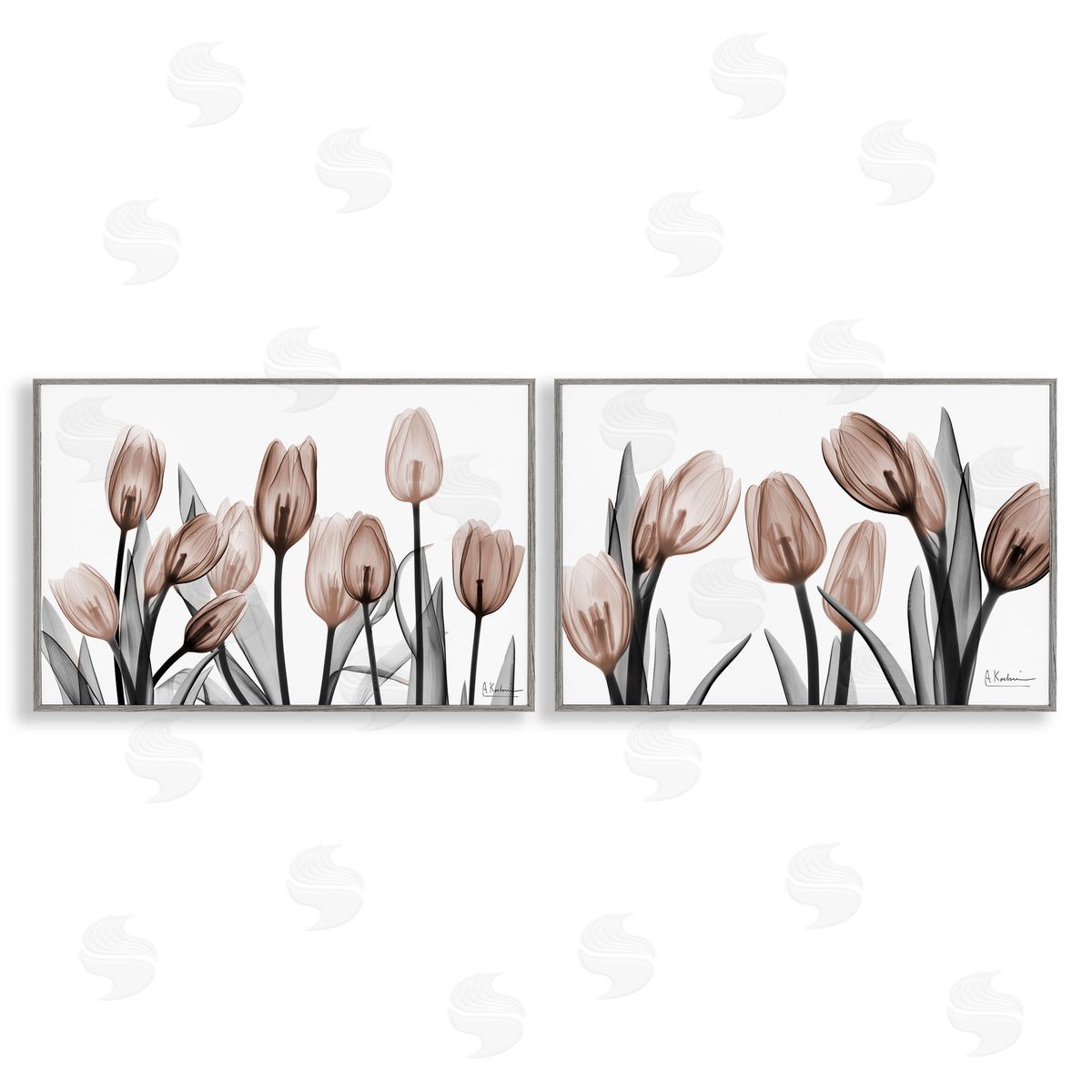 Albert Koetsier | Translucent Tulips in Mocha