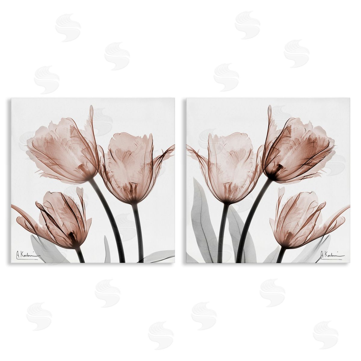 Albert Koetsier | Translucent Blooming Tulips