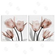 Albert Koetsier | Translucent Blooming Tulips