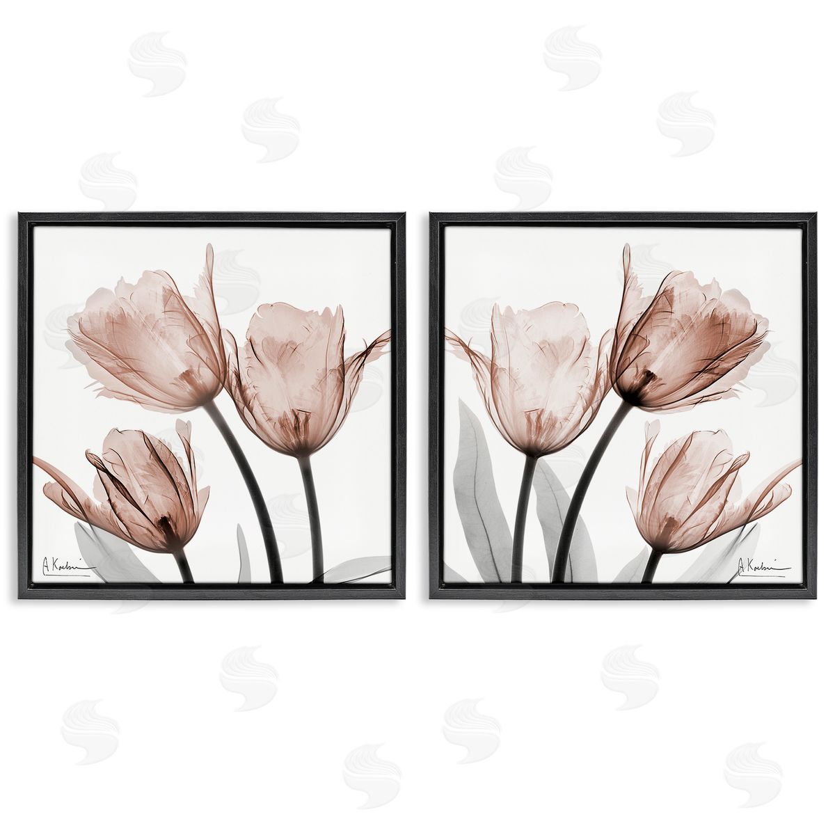Albert Koetsier | Translucent Blooming Tulips