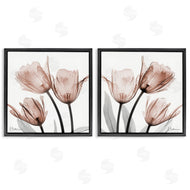 Albert Koetsier | Translucent Blooming Tulips