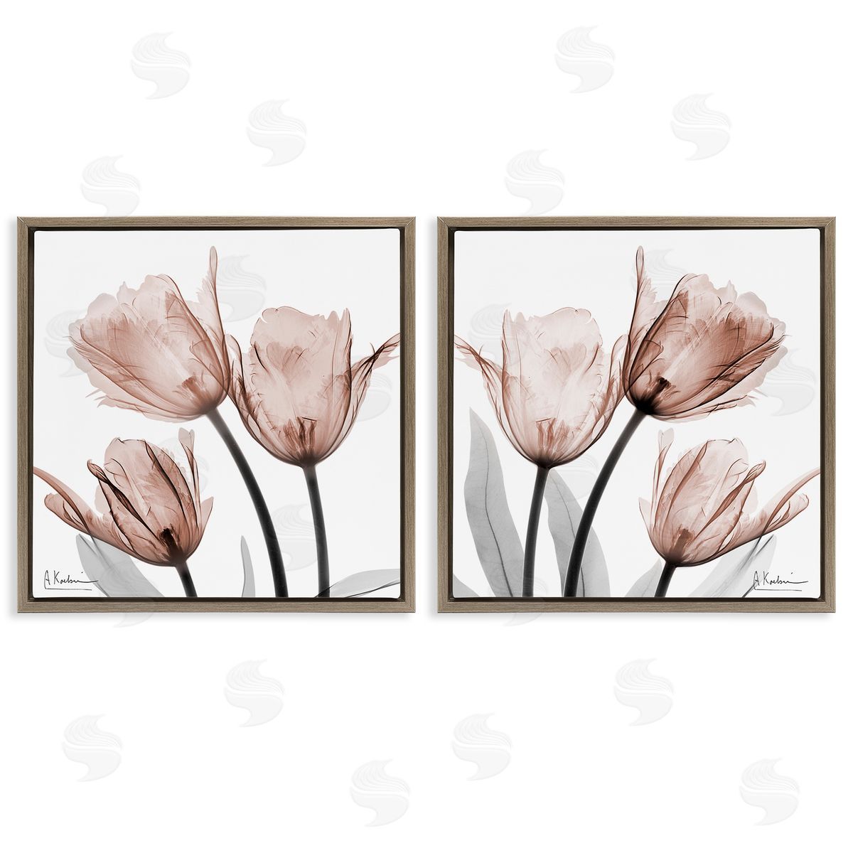 Albert Koetsier | Translucent Blooming Tulips