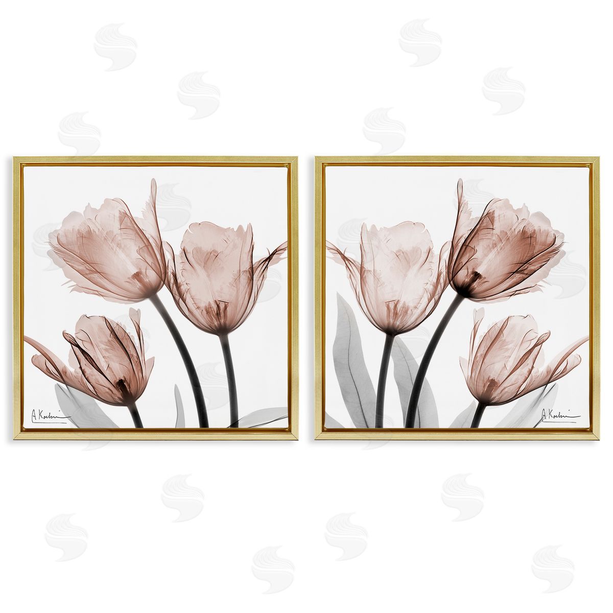 Albert Koetsier | Translucent Blooming Tulips