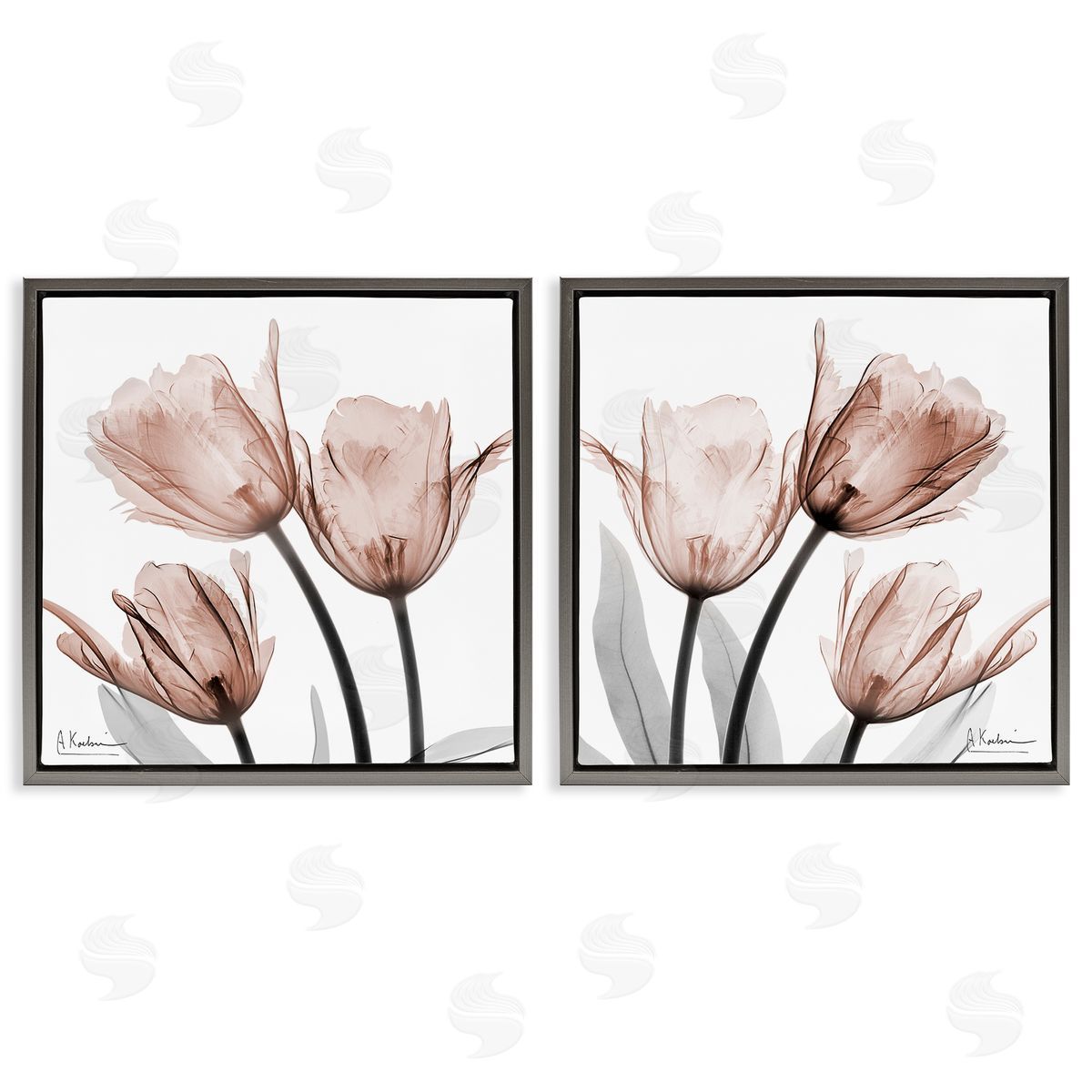 Albert Koetsier | Translucent Blooming Tulips