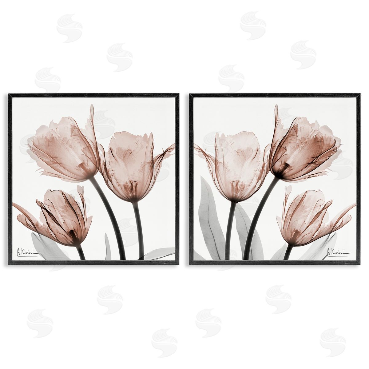 Albert Koetsier | Translucent Blooming Tulips