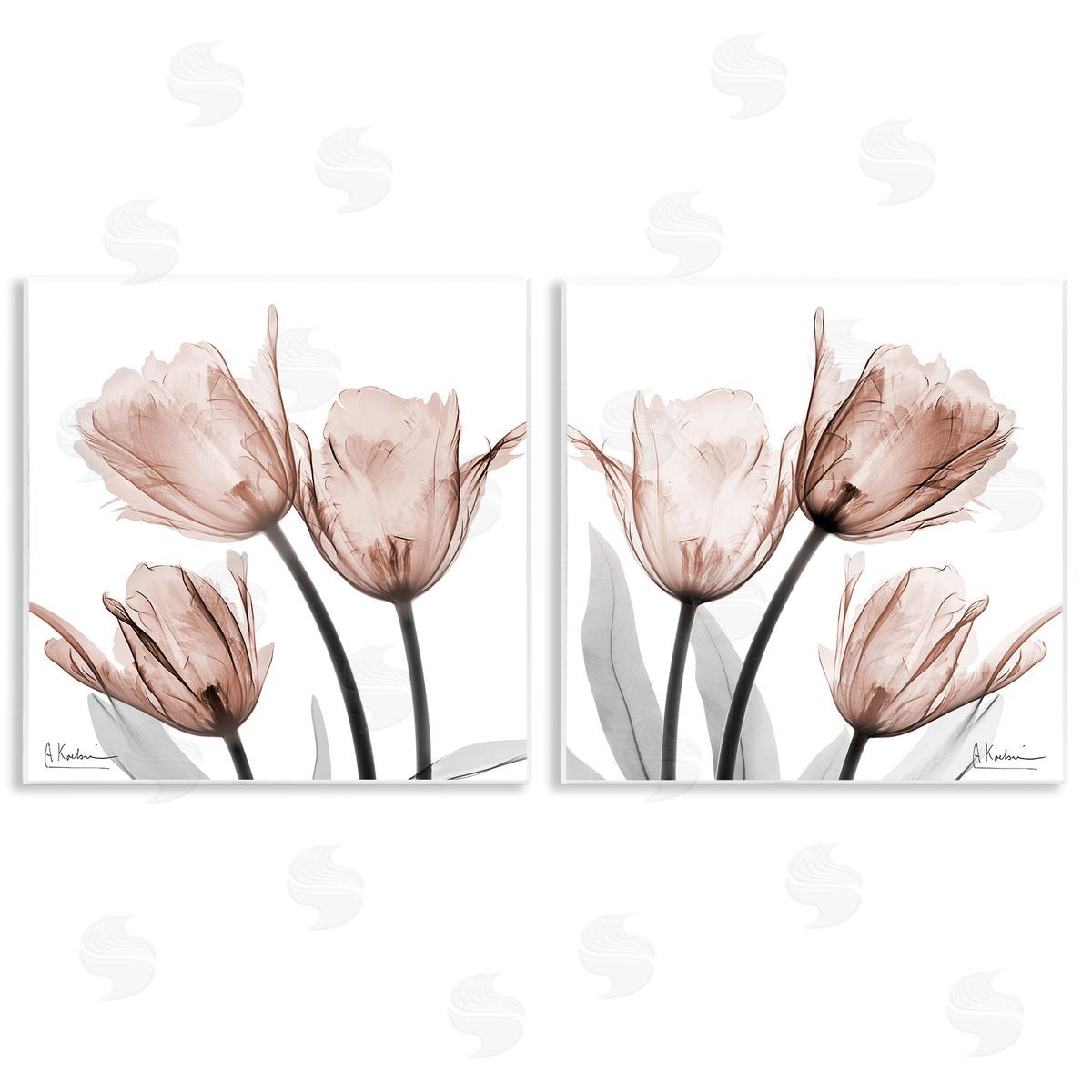 Albert Koetsier | Translucent Blooming Tulips