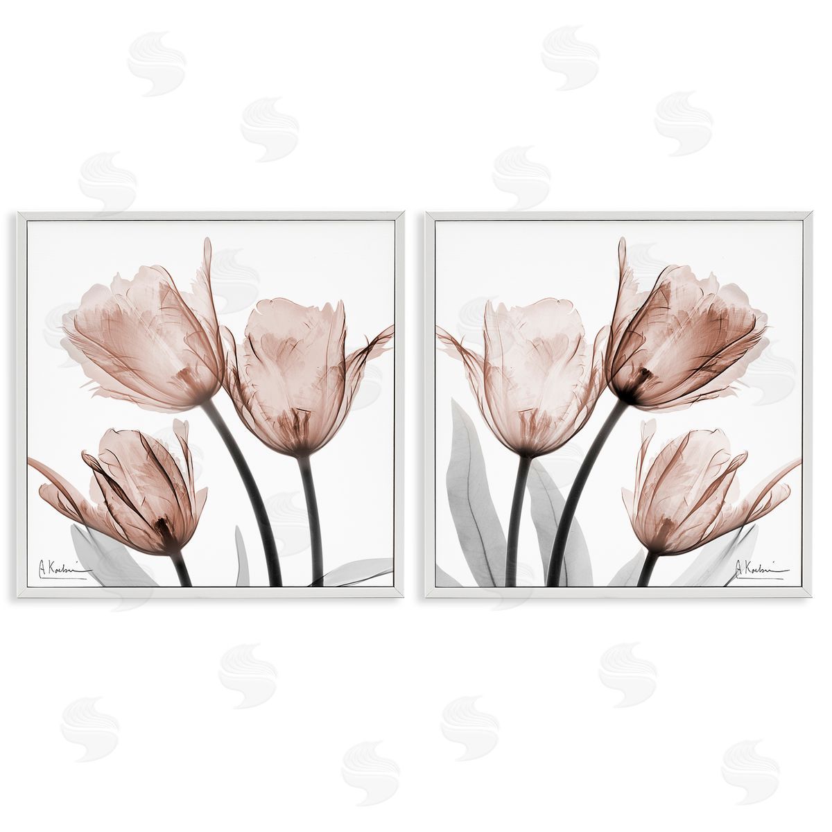 Albert Koetsier | Translucent Blooming Tulips