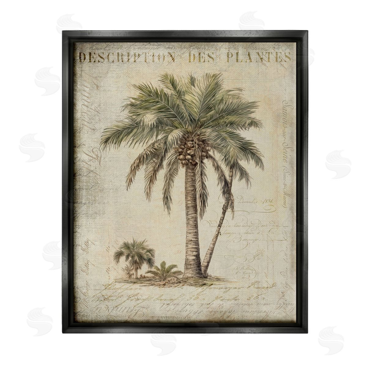 Andrea Haase | Vintage Palm Tree Study