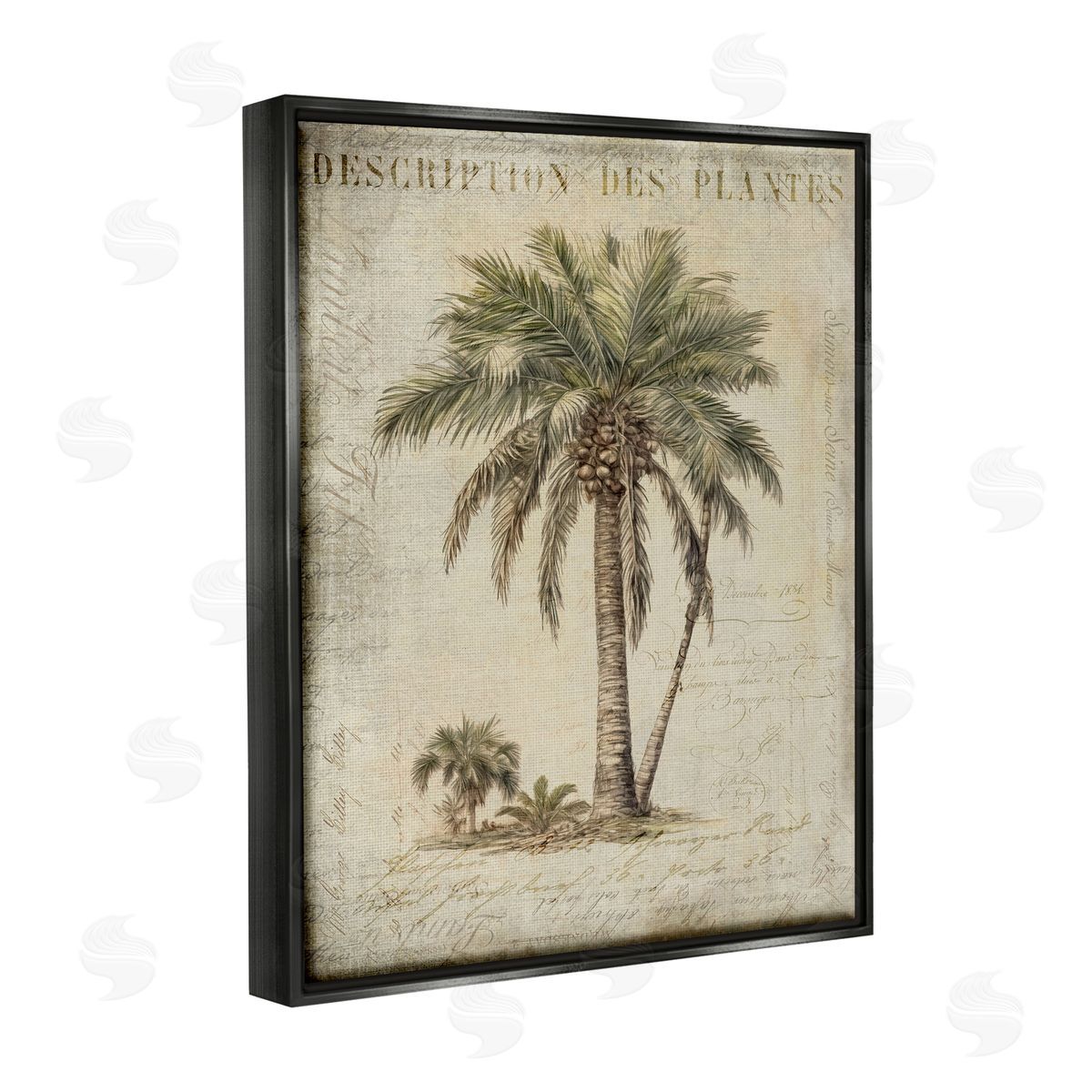 Andrea Haase Vintage Palm Tree Study Black Floater Frame Canvas Artside_