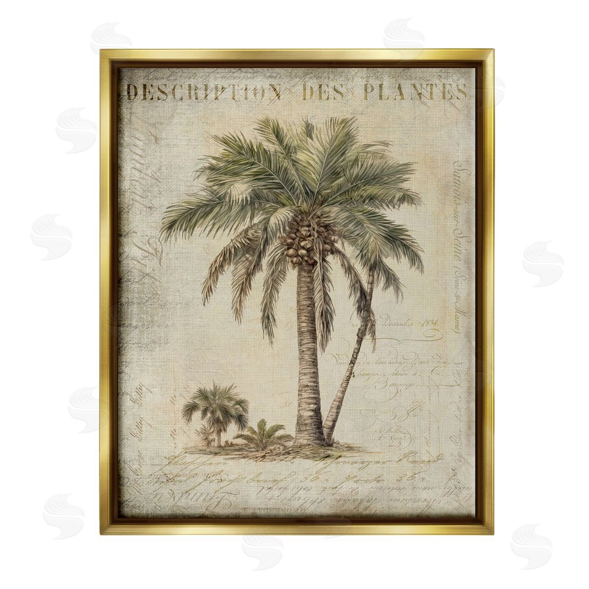 Andrea Haase | Vintage Palm Tree Study