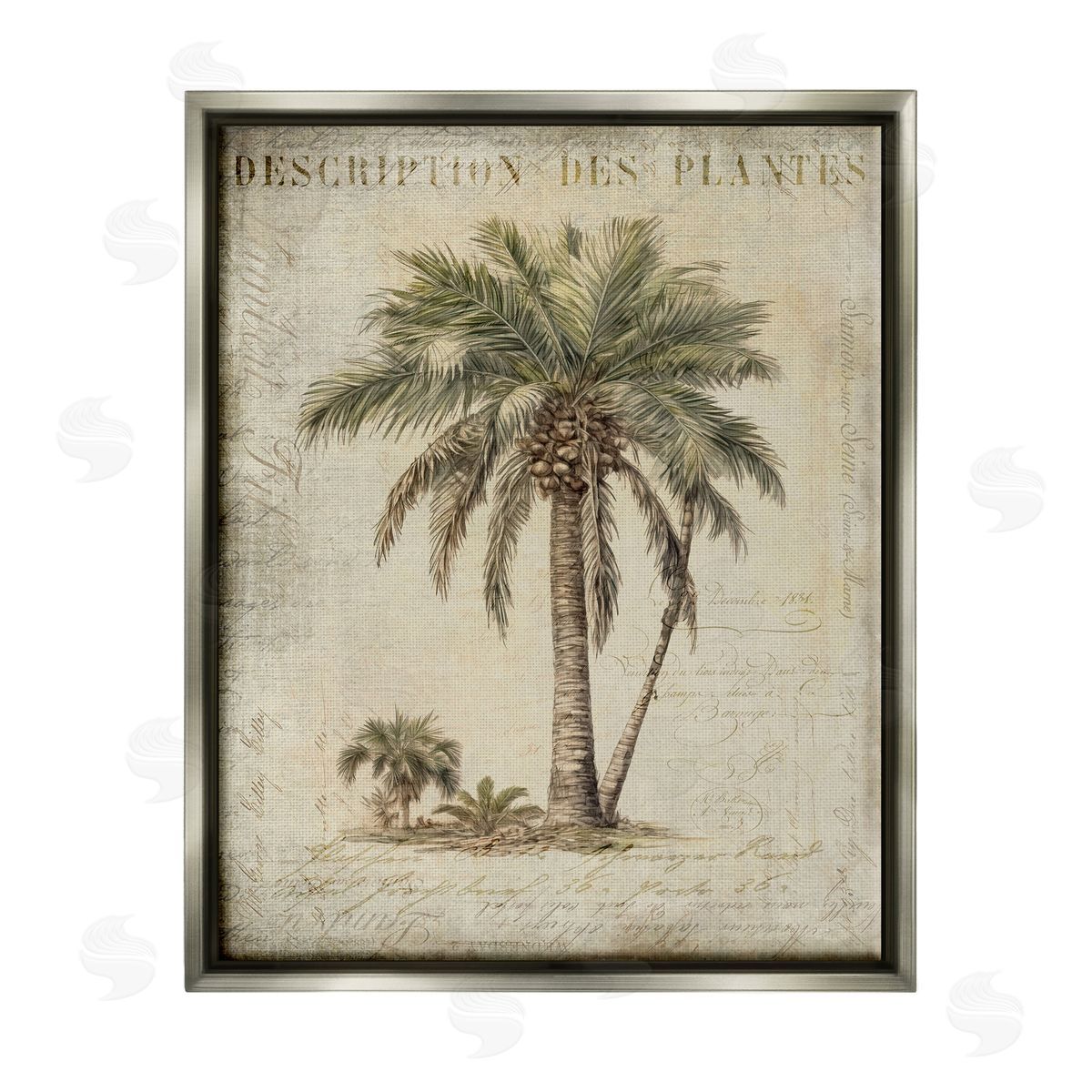 Andrea Haase | Vintage Palm Tree Study
