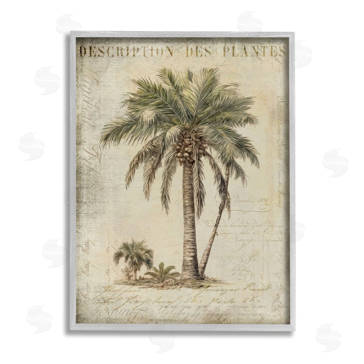 Andrea Haase Vintage Palm Tree Study Gray Framed Giclee Wall Artside_