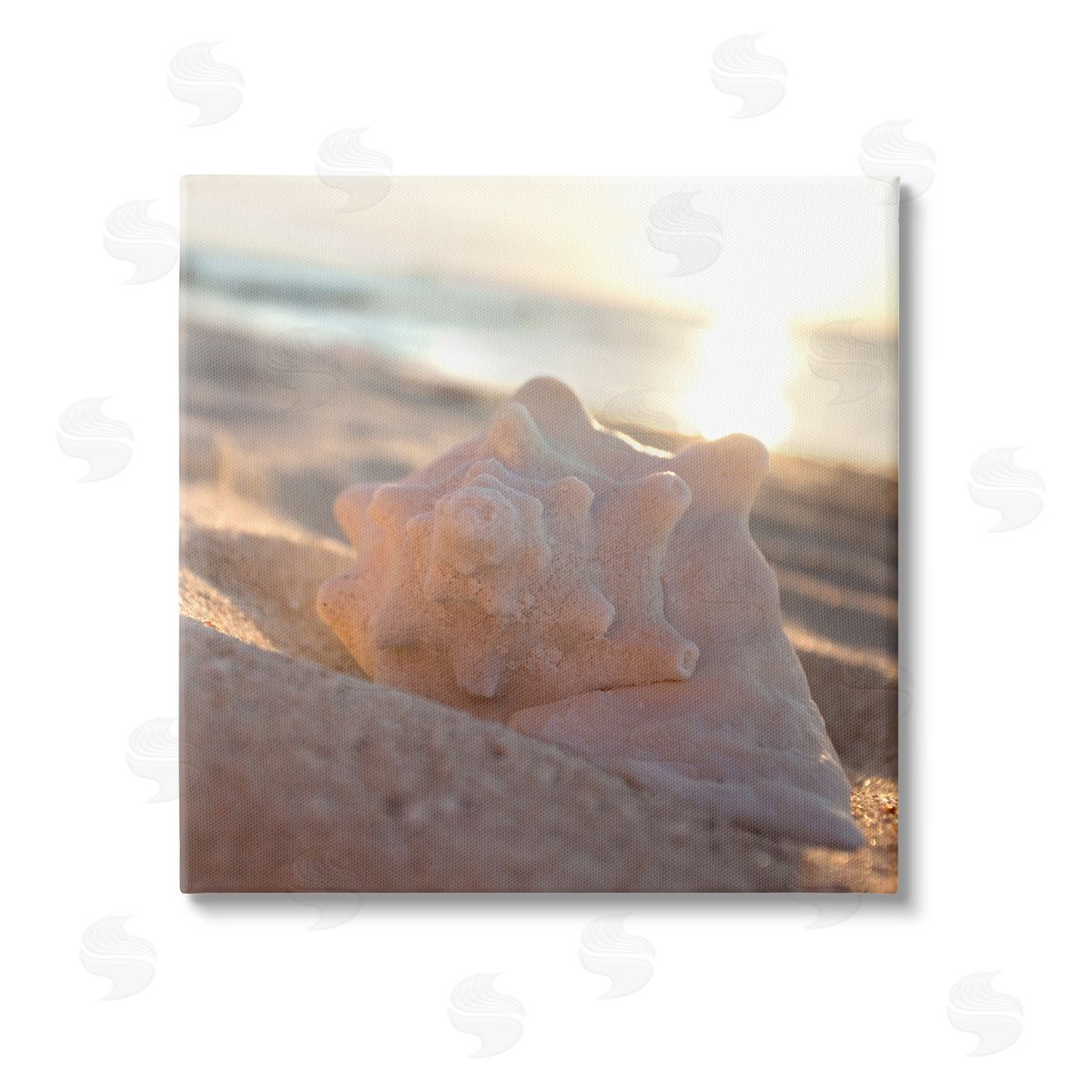 Susan Bryant Sunlit Conch Shell Canvas Wall Art