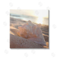 Susan Bryant | Sunlit Conch Shell