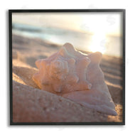 Susan Bryant | Sunlit Conch Shell
