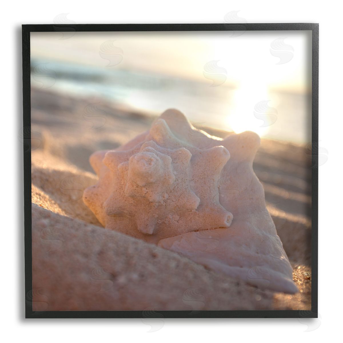 Susan Bryant | Sunlit Conch Shell
