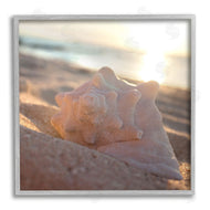 Susan Bryant | Sunlit Conch Shell