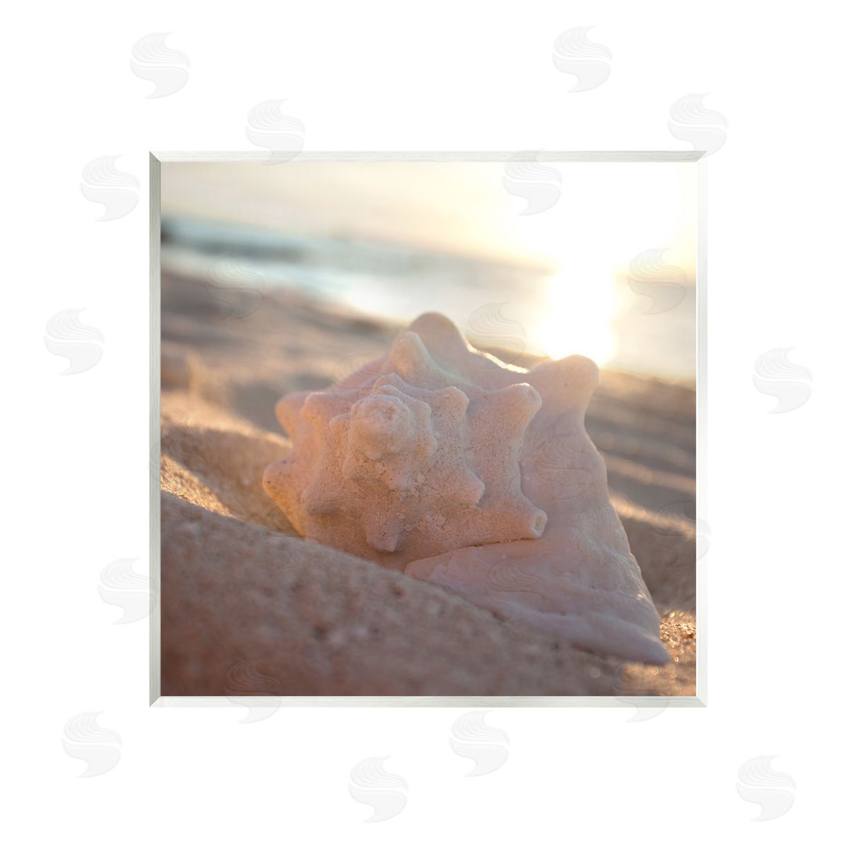 Susan Bryant | Sunlit Conch Shell