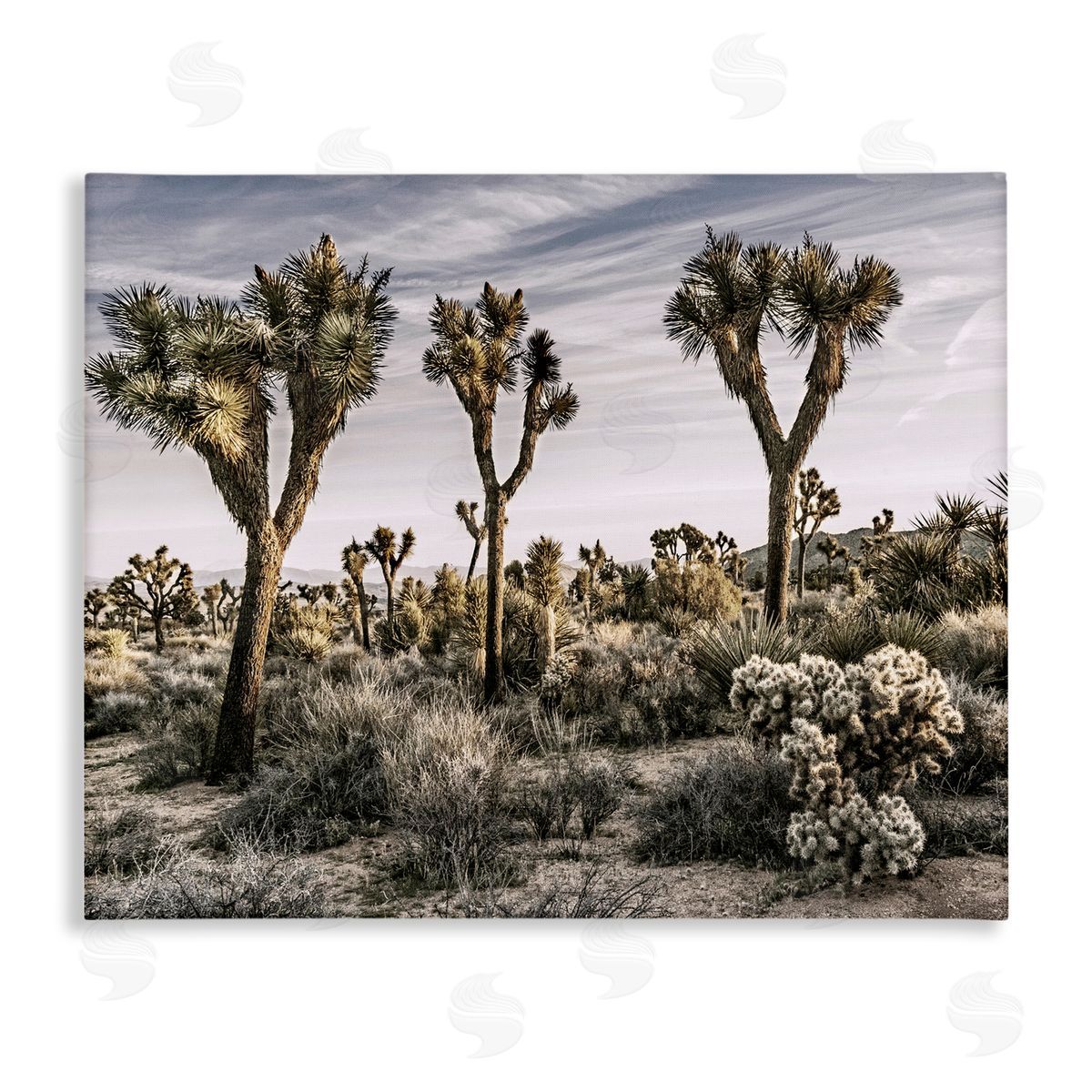 Desert Cacti Vegetation Canvas Wall Art, Home Decor by Rachel Perry