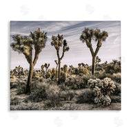 Rachel Perry | Desert Cacti Vegetation
