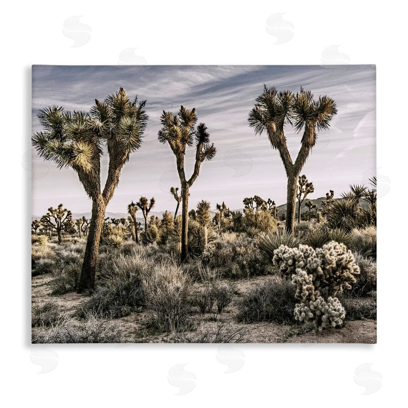Rachel Perry | Desert Cacti Vegetation