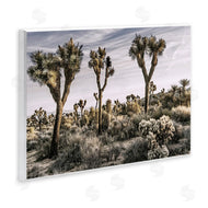 Rachel Perry | Desert Cacti Vegetation