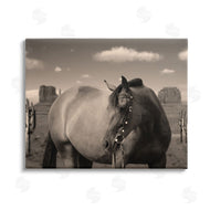 Marcus Prime | Desert Horse Photography