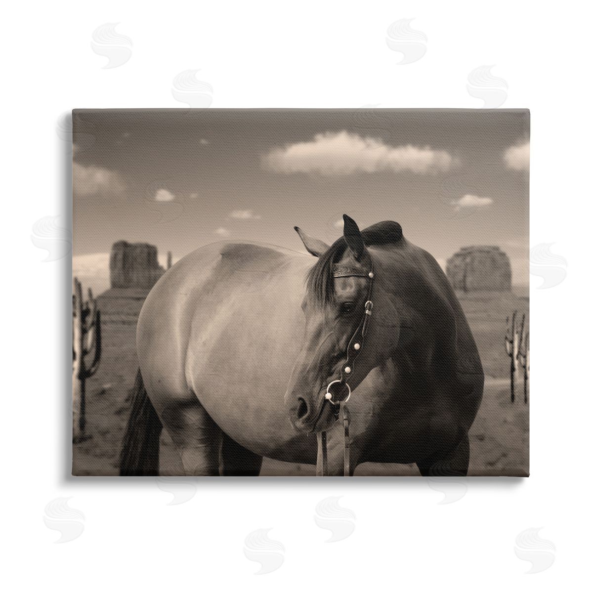 Marcus Prime | Desert Horse Photography