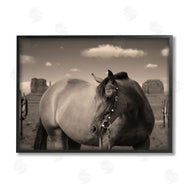 Marcus Prime | Desert Horse Photography