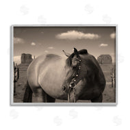 Marcus Prime | Desert Horse Photography