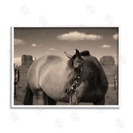 Marcus Prime | Desert Horse Photography