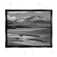 Steve Toole | Bison in Mountain Scene