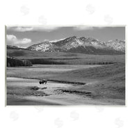 Steve Toole | Bison in Mountain Scene