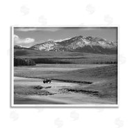 Steve Toole | Bison in Mountain Scene