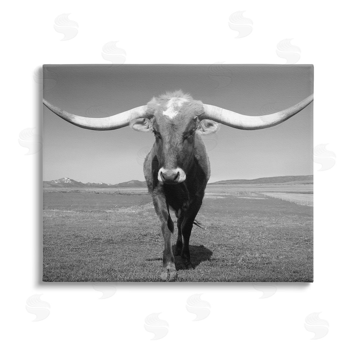 Steve Toole | Longhorn in Countryside
