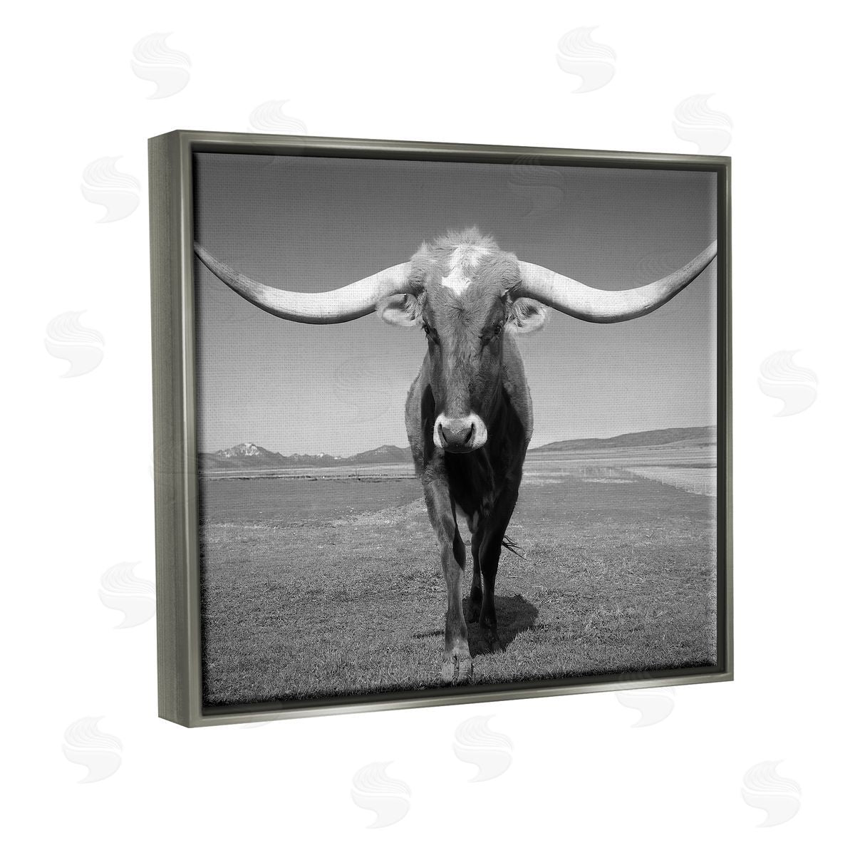 Steve Toole | Longhorn in Countryside